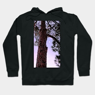 Pine Tree Hoodie